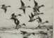 Frank Weston Benson Dry point titled "Pintails Passing,"